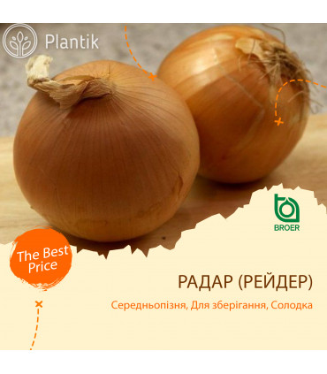 Озимый лук севок Радар (Рейдер)