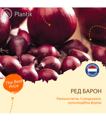 Цибуля саджанка (сіянка) Ред барон