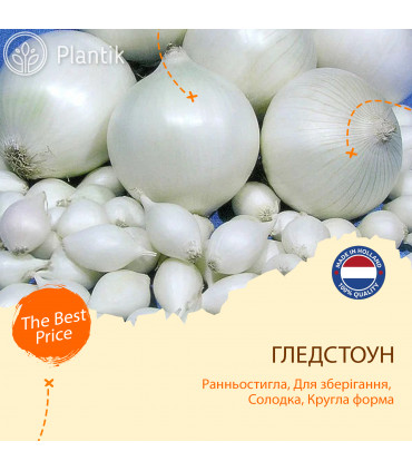 Лук севок Глэдстоун