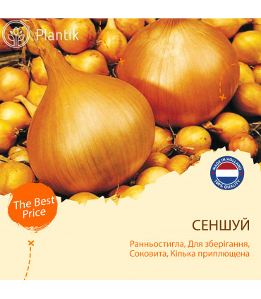 Озимый лук севок Сеншуй
