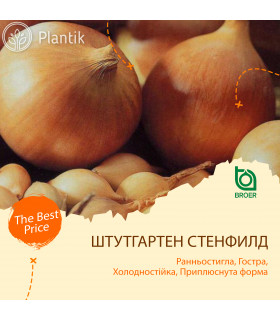 Озимый лук севок Штутгартен Стенфилд