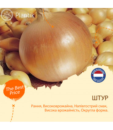 Озимый лук севок Штур