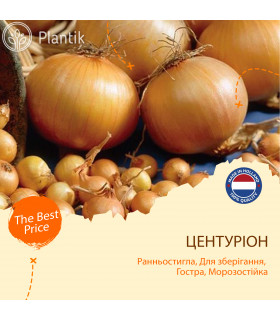 Озимый лук севок Центурион