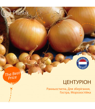 Озима цибуля саджанка (сіянка) Центуріон