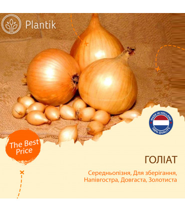 Озима цибуля саджанка (сіянка) Голіат