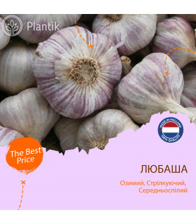 Озимый чеснок Любаша