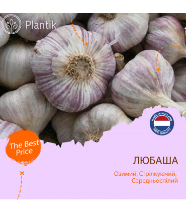 Озимый чеснок Любаша