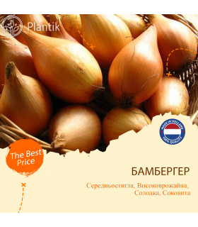 Озимый лук севок Бамбергер (Бирнформинге)